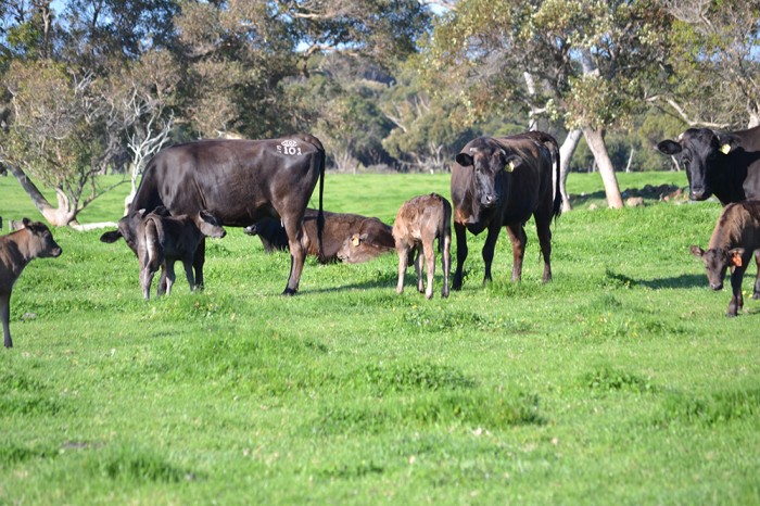 P-Gilmore-Fullblood-Cow-calf-241-700x466