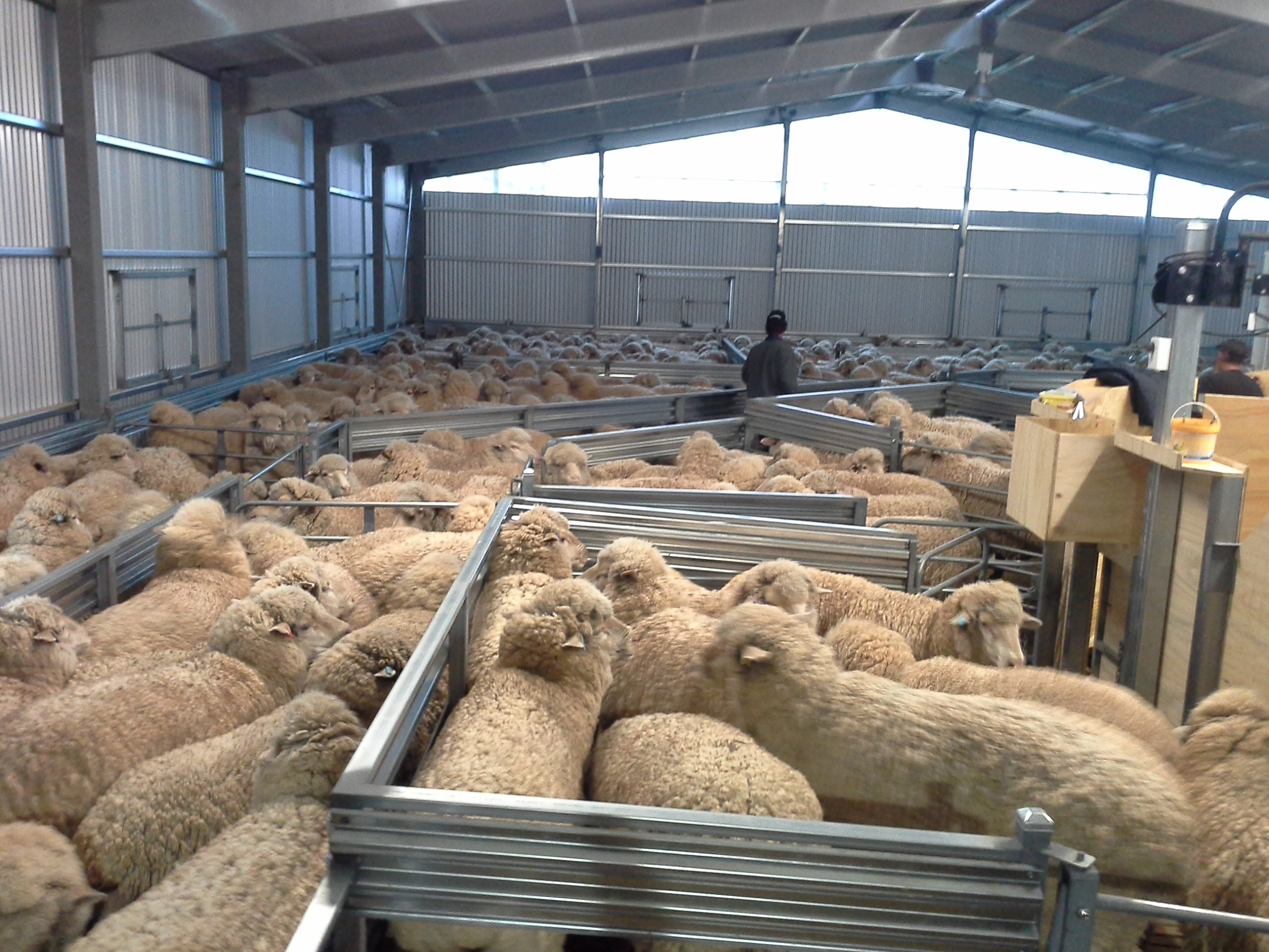 shearing-shed-2
