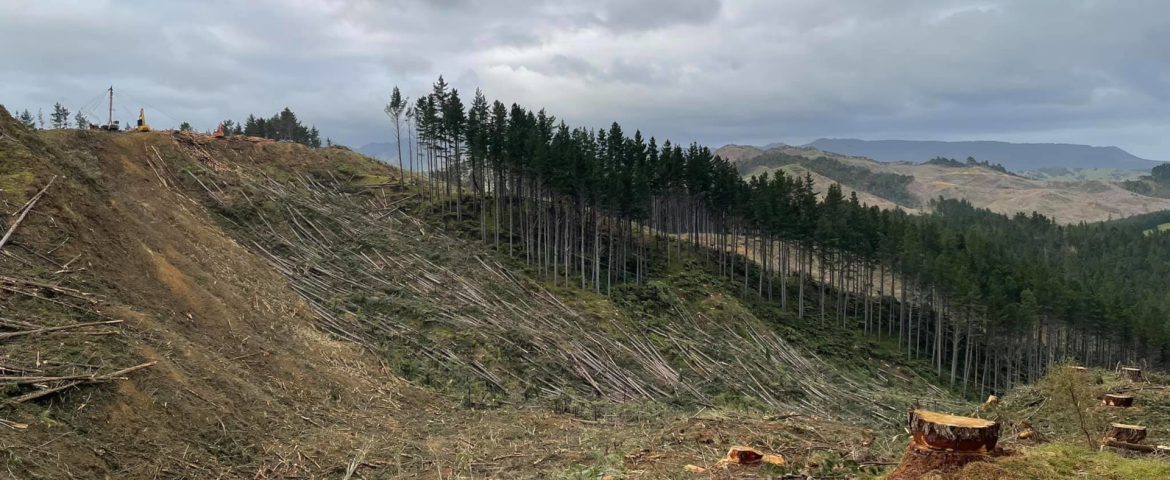 Lloyd Logging - Kaitaia, New Zealand